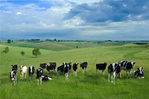 【蒙古利尔食品】