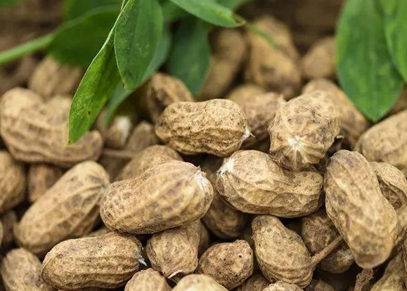 【金豆子花生】