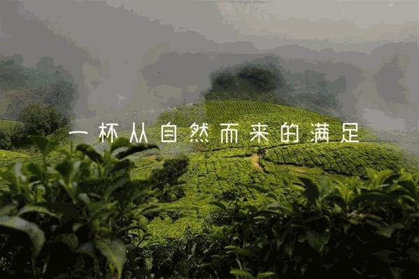 向茶山茶加盟