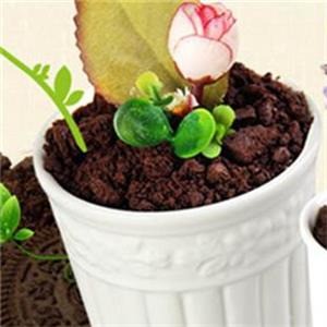 艺莎盆栽冰淇淋