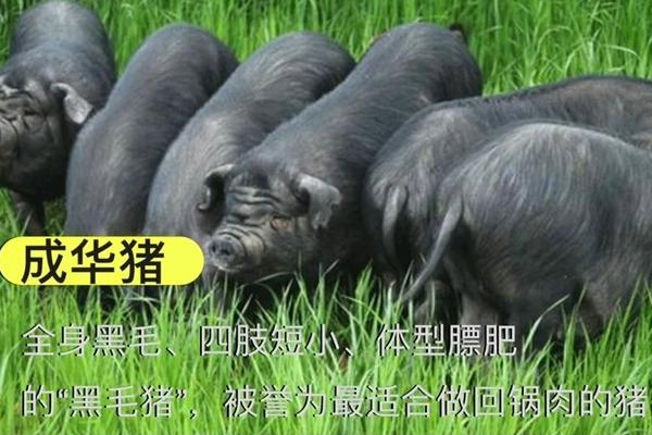 【成华粮食猪】