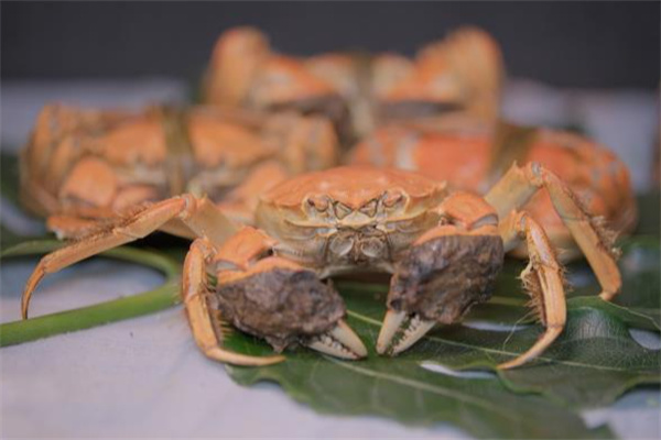 蟹束阁大闸蟹