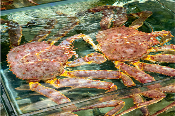 鲜活海鲜店